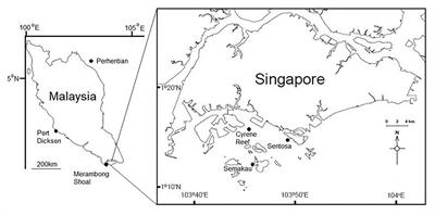 Spatial and Structural Factors Shape Seagrass-Associated Bacterial Communities in Singapore and Peninsular Malaysia